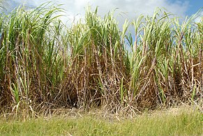 Agribusiness Environment and Policy